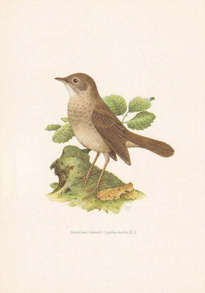 1960 THRUSH NIGHTINGALE Bird Print - Vintage Bird Print - Bird Illustration - Bird Wall Art - Bird Decor - 7.5 x 10.6 Inches