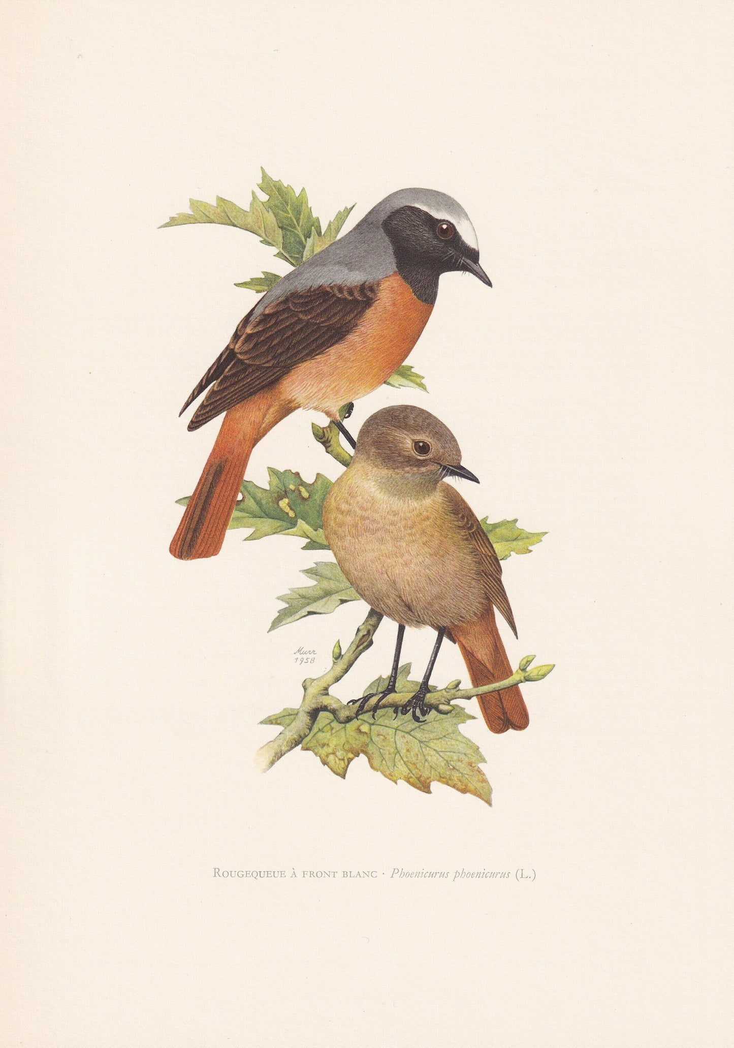 1960 COMMON REDSTART Bird Print - Vintage Bird Print - Bird Illustration - Bird Wall Art - Bird Decor - 7.5 x 10.6 Inches