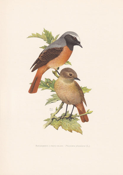 1960 COMMON REDSTART Bird Print - Vintage Bird Print - Bird Illustration - Bird Wall Art - Bird Decor - 7.5 x 10.6 Inches