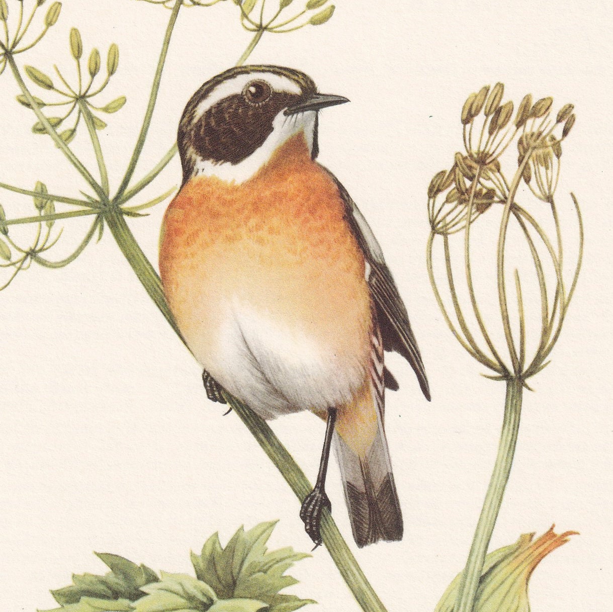 1960 WHINCHAT Bird Print - Vintage Bird Print - Bird Illustration - Bird Wall Art - Bird Decor - 7.5 x 10.6 Inches