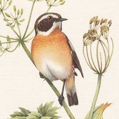 1960 WHINCHAT Bird Print - Vintage Bird Print - Bird Illustration - Bird Wall Art - Bird Decor - 7.5 x 10.6 Inches