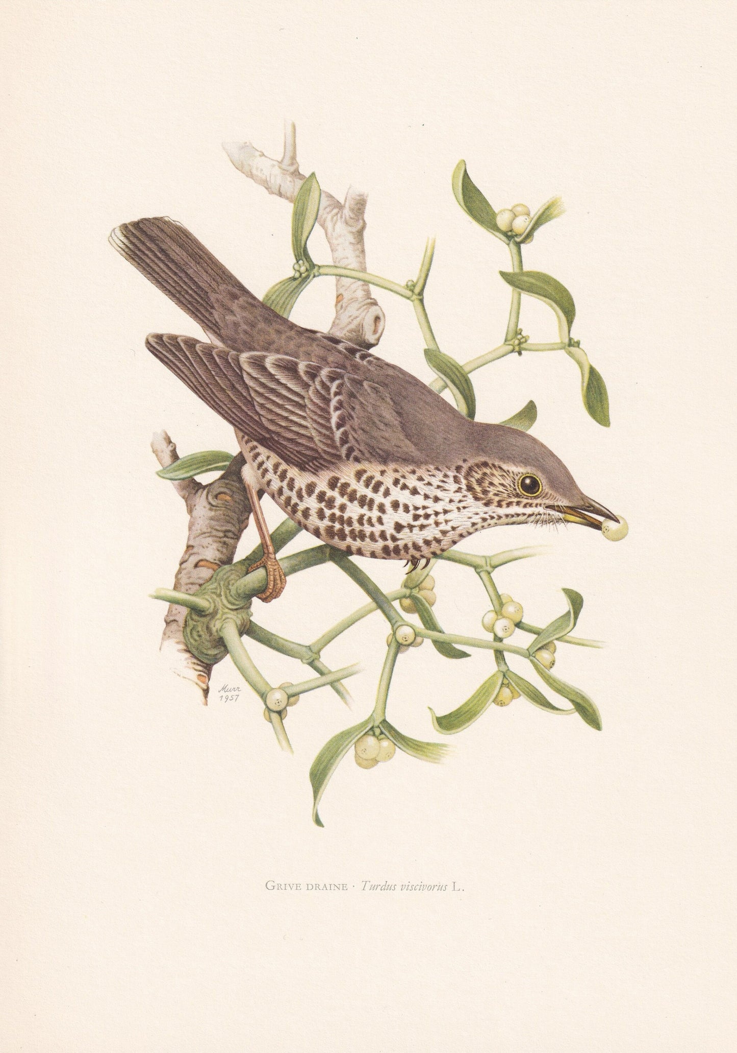 1960 MISTLE THRUSH Bird Print - Vintage Bird Print - Bird Illustration - Bird Wall Art - Bird Decor - 7.5 x 10.6 Inches