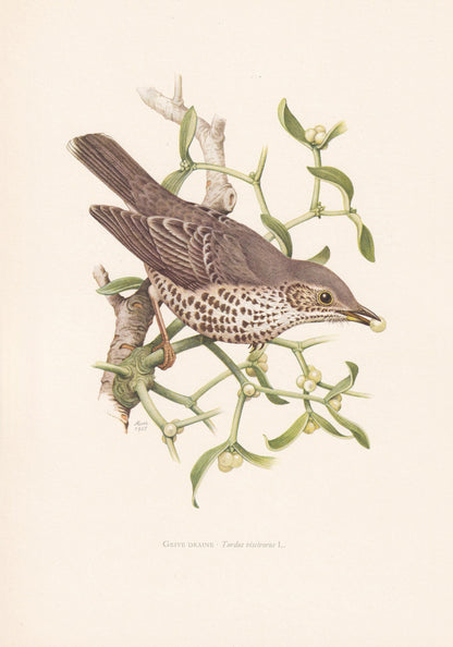1960 MISTLE THRUSH Bird Print - Vintage Bird Print - Bird Illustration - Bird Wall Art - Bird Decor - 7.5 x 10.6 Inches
