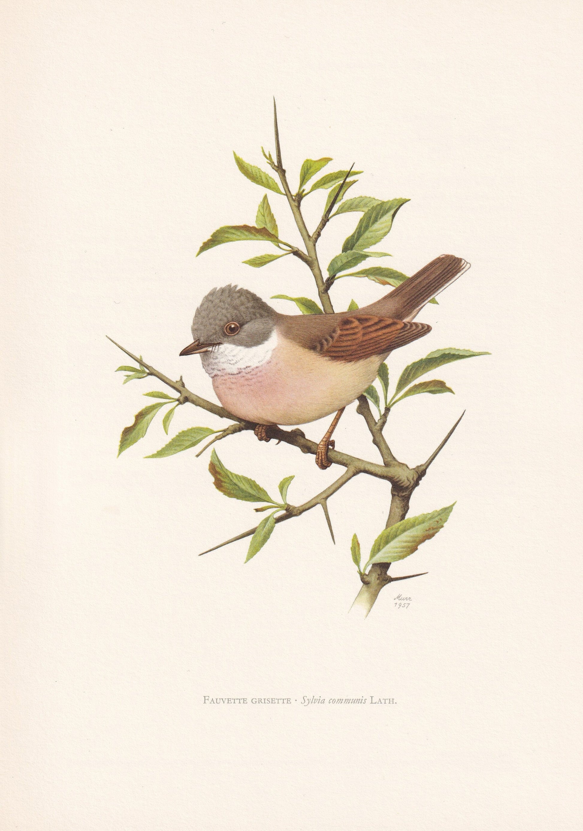 1960 COMMON WHITETHROAT Bird Print - Vintage Bird Print - Bird Illustration - Bird Wall Art - Bird Decor - 7.5 x 10.6 Inches