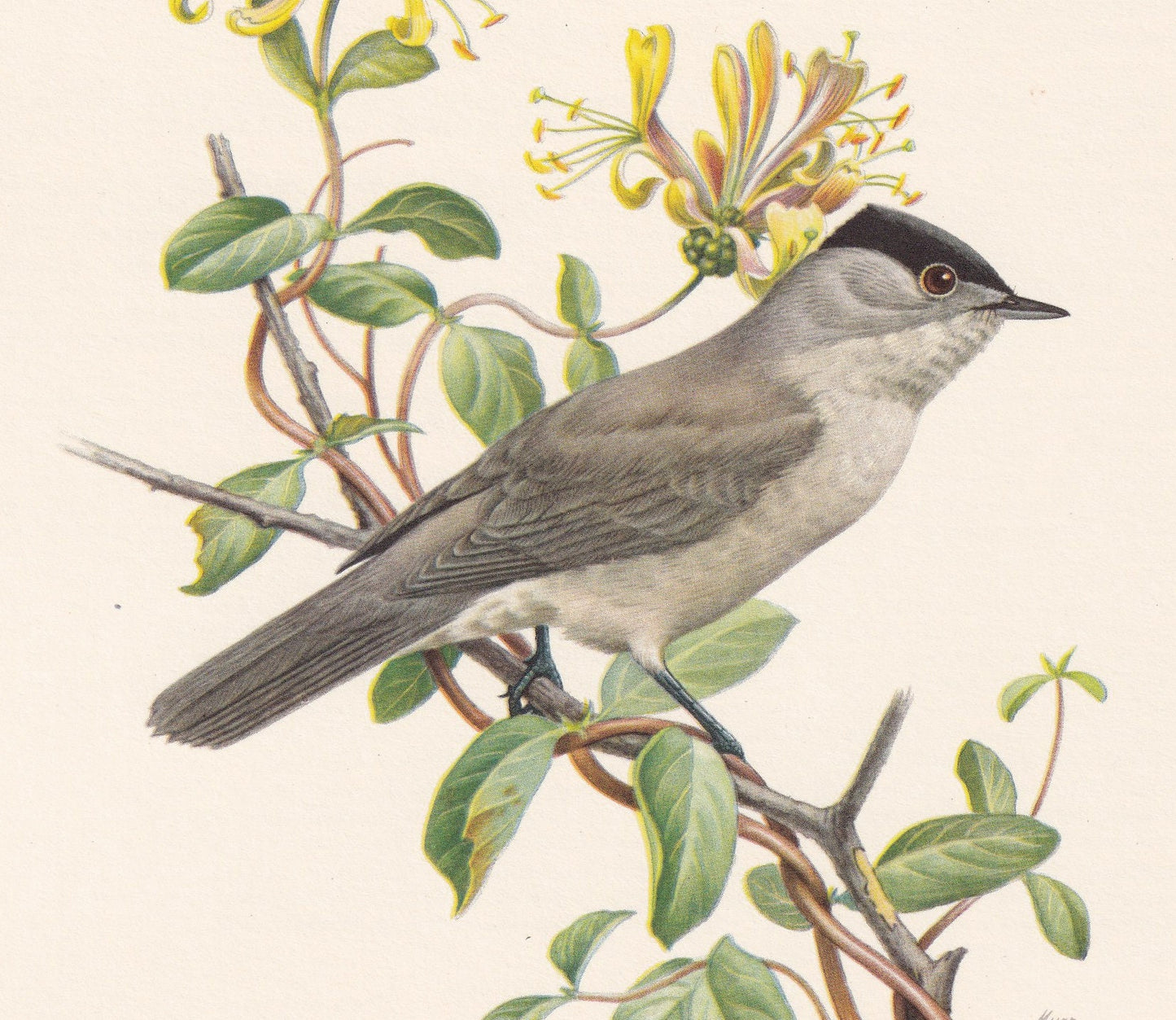 1960 BLACKCAP Bird Print - Vintage Bird Print - Bird Illustration - Bird Wall Art - Bird Decor - 7.5 x 10.6 Inches