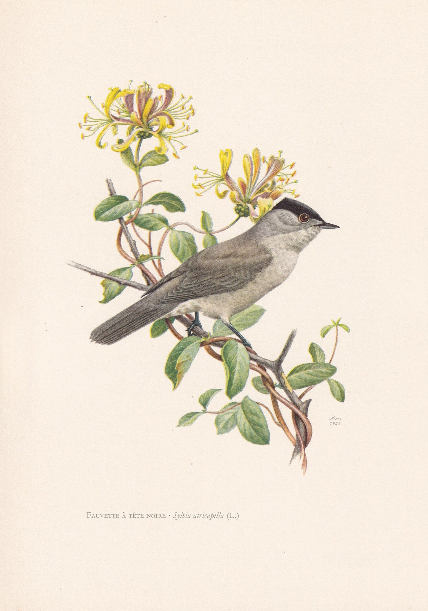 1960 BLACKCAP Bird Print - Vintage Bird Print - Bird Illustration - Bird Wall Art - Bird Decor - 7.5 x 10.6 Inches