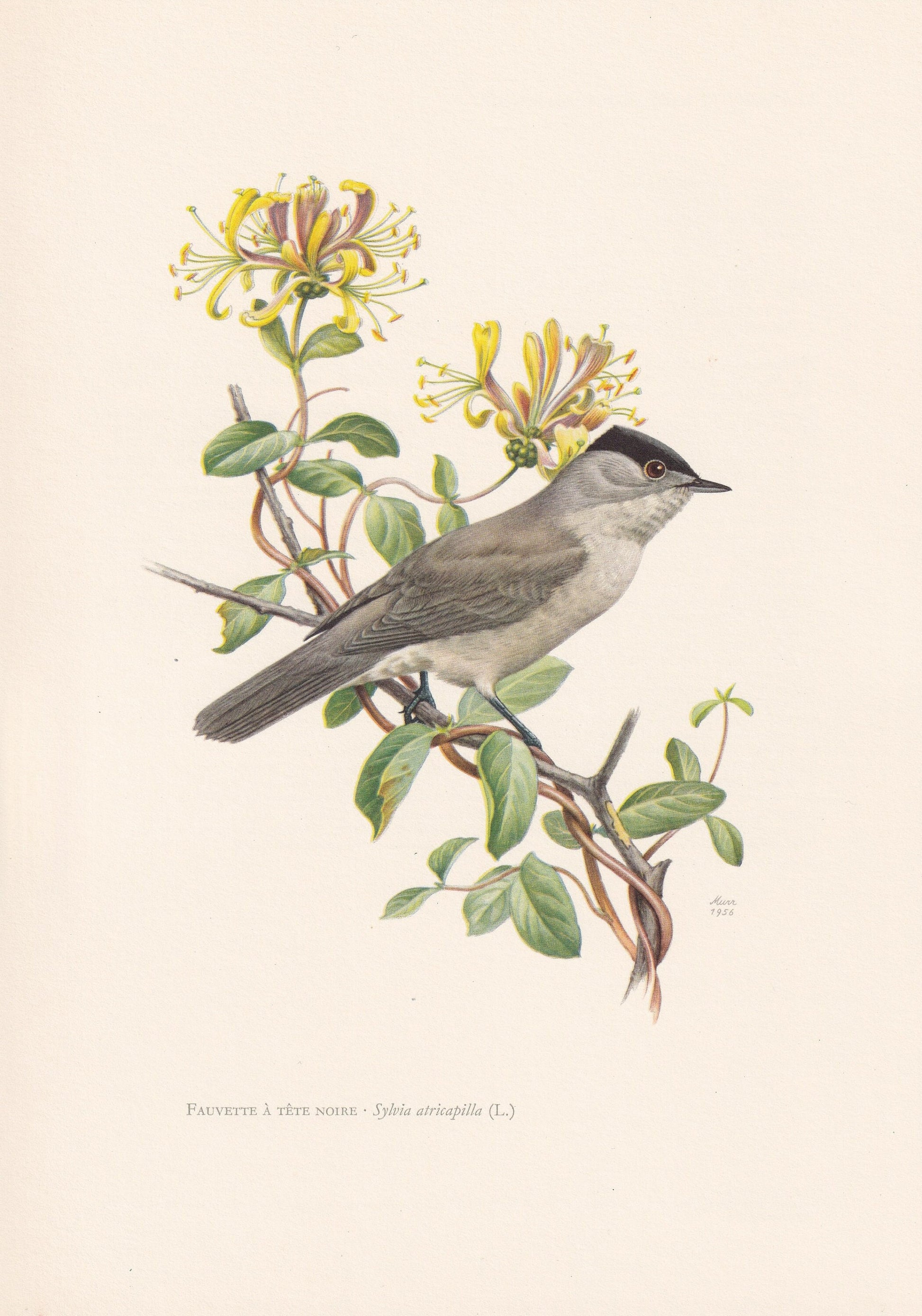 1960 BLACKCAP Bird Print - Vintage Bird Print - Bird Illustration - Bird Wall Art - Bird Decor - 7.5 x 10.6 Inches