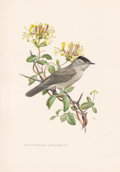 1960 BLACKCAP Bird Print - Vintage Bird Print - Bird Illustration - Bird Wall Art - Bird Decor - 7.5 x 10.6 Inches