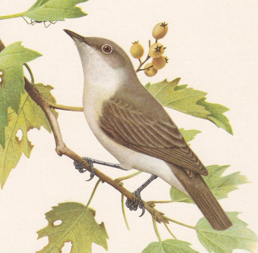 1960 GARDEN WARBLER Bird Print - Vintage Bird Print - Bird Illustration - Bird Wall Art - Bird Decor - 7.5 x 10.6 Inches