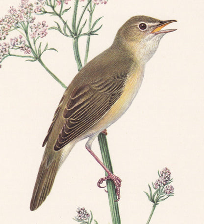 1960 MARSH WARBLER Bird Print - Vintage Bird Print - Bird Illustration - Bird Wall Art - Bird Decor - 7.5 x 10.6 Inches