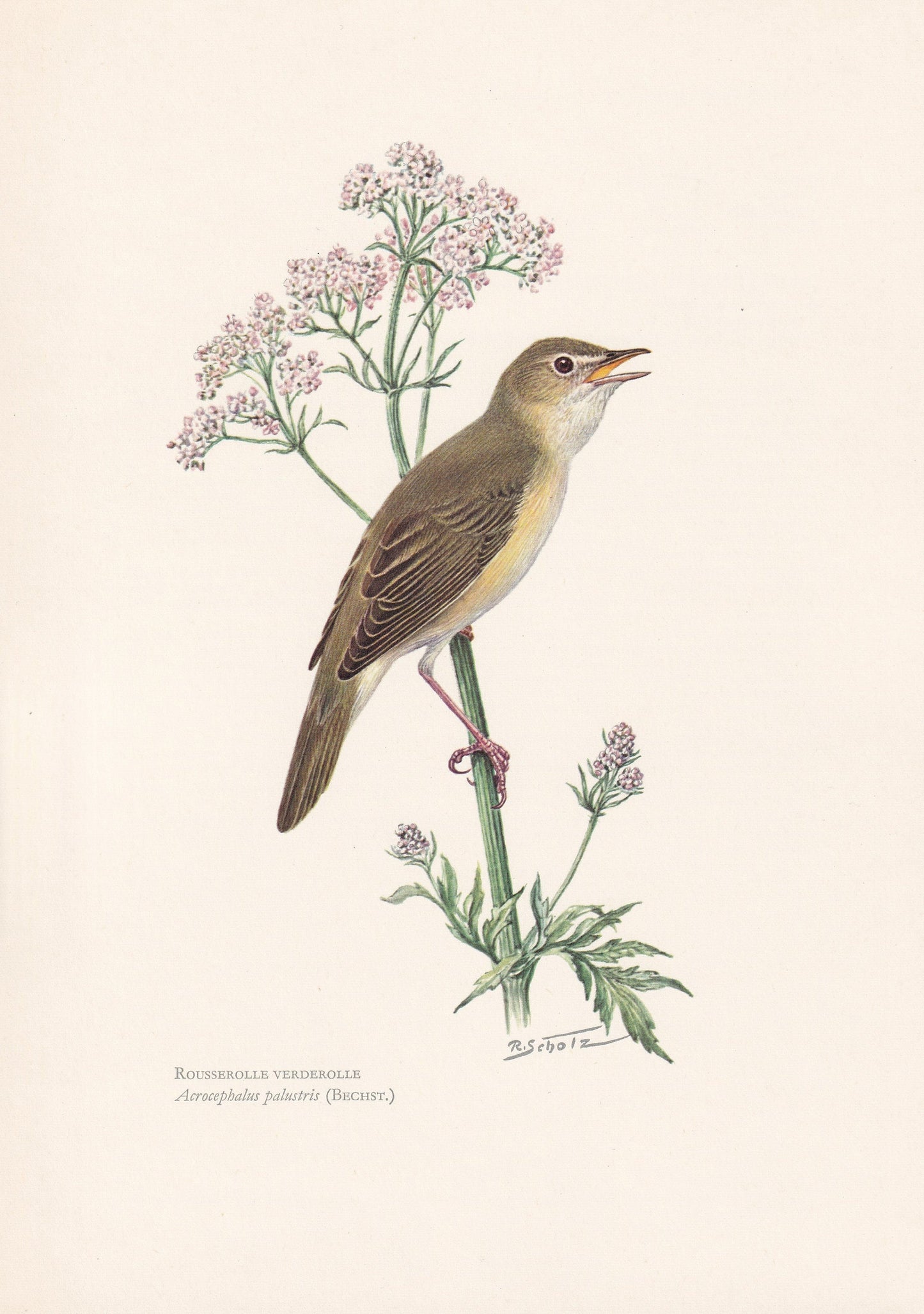 1960 MARSH WARBLER Bird Print - Vintage Bird Print - Bird Illustration - Bird Wall Art - Bird Decor - 7.5 x 10.6 Inches