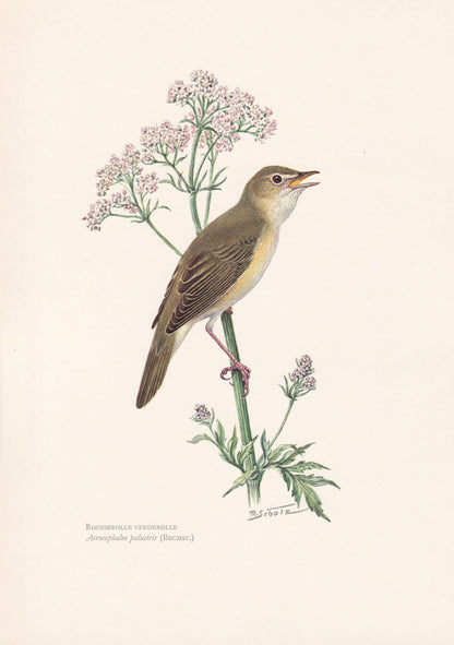 1960 MARSH WARBLER Bird Print - Vintage Bird Print - Bird Illustration - Bird Wall Art - Bird Decor - 7.5 x 10.6 Inches