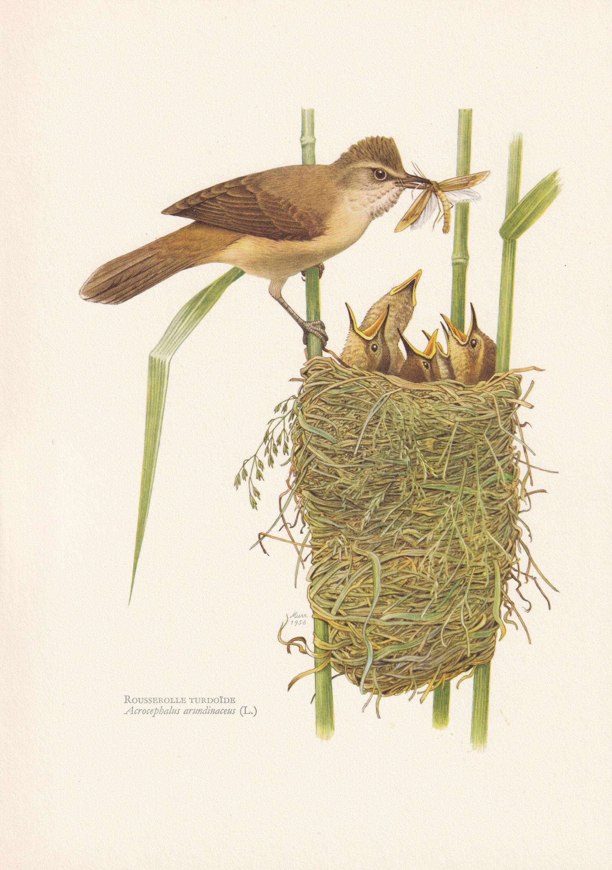 1960 GREAT REED WARBLER Bird Print - Vintage Bird Print - Bird Illustration - Bird Wall Art - Bird Decor - 7.5 x 10.6 Inches