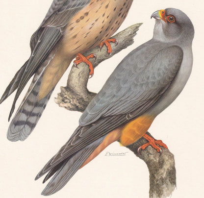 1960 RED-FOOTED FALCON Bird Print - Vintage Bird Print - Bird Illustration - Bird Wall Art - Bird Decor - 7.5 x 10.6 Inches