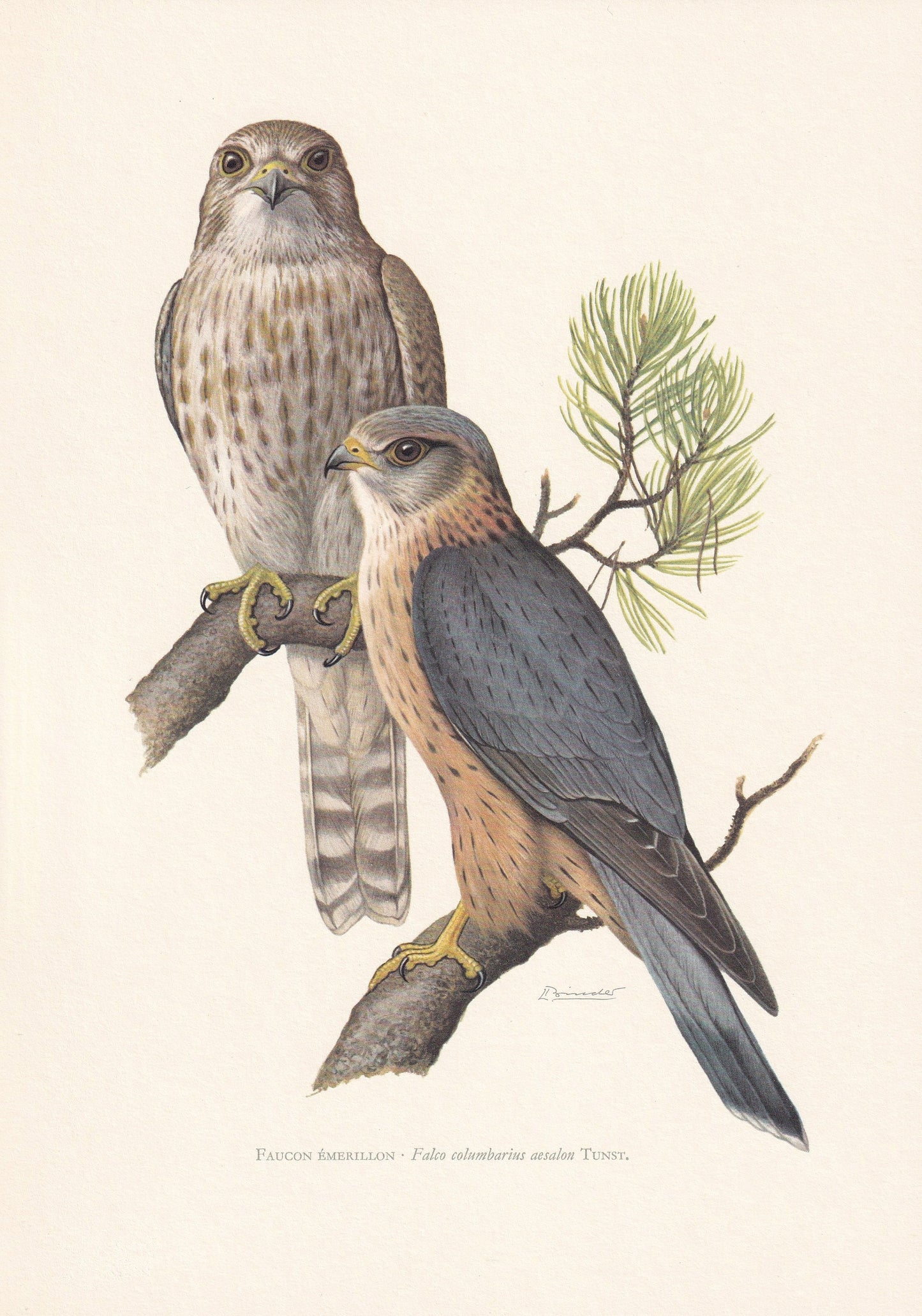 1960 MERLIN FALCON Bird Print - Vintage Bird Print - Bird Illustration - Bird Wall Art - Bird Decor - 7.5 x 10.6 Inches