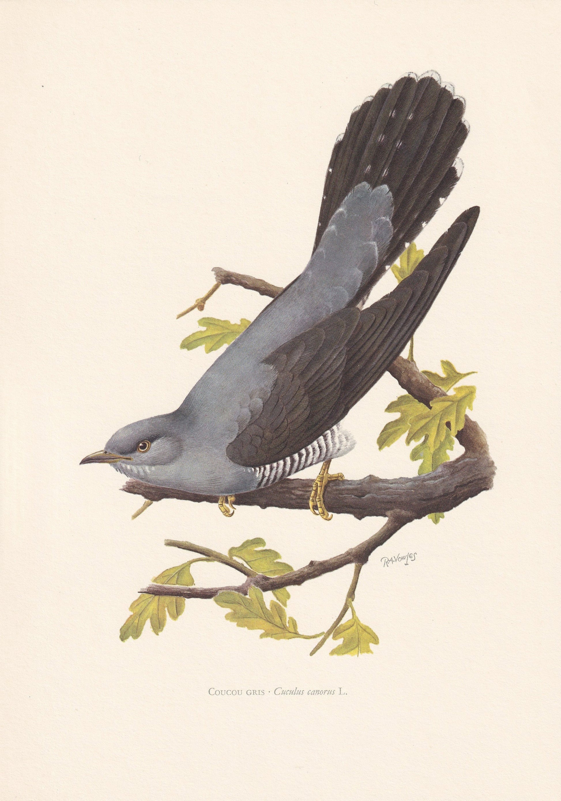 1960 COMMON CUCKOO Bird Print - Vintage Bird Print - Bird Illustration - Bird Wall Art - Bird Decor - 7.5 x 10.6 Inches