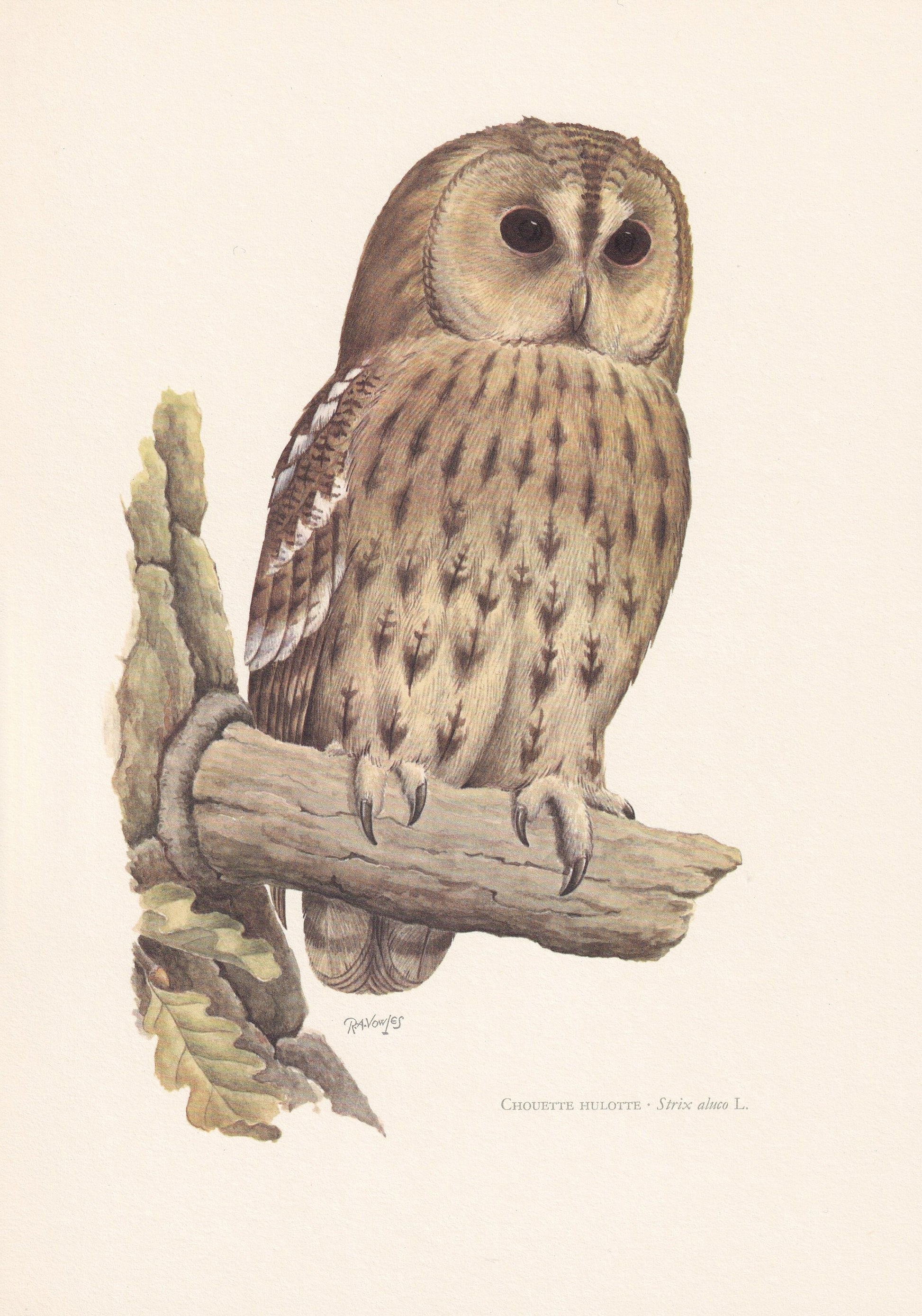 1960 TAWNY OWL Bird Print - Vintage Bird Print - Bird Illustration - Bird Wall Art - Bird Decor - 7.5 x 10.6 Inches