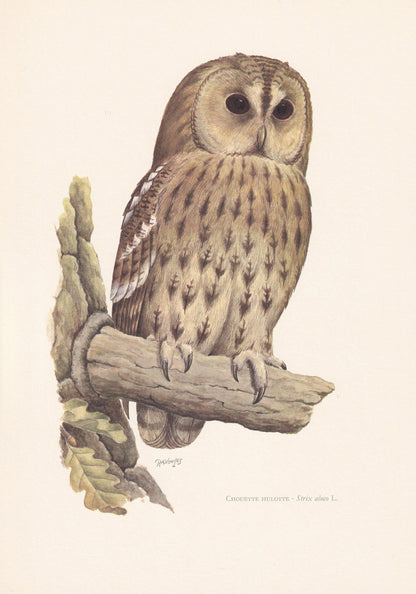 1960 TAWNY OWL Bird Print - Vintage Bird Print - Bird Illustration - Bird Wall Art - Bird Decor - 7.5 x 10.6 Inches