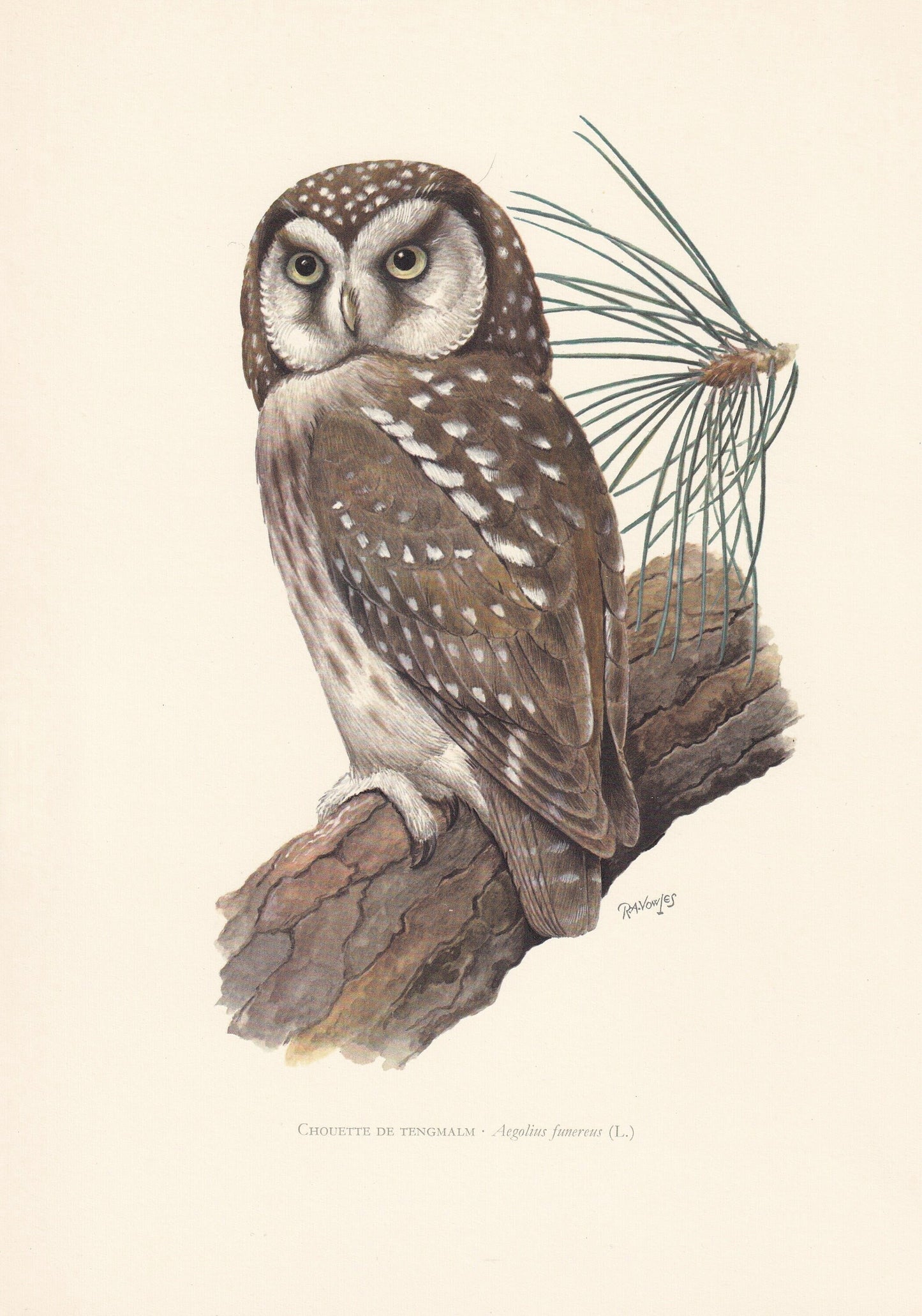 1960 BOREAL OWL Bird Print - Vintage Bird Print - Bird Illustration - Bird Wall Art - Bird Decor - 7.5 x 10.6 Inches