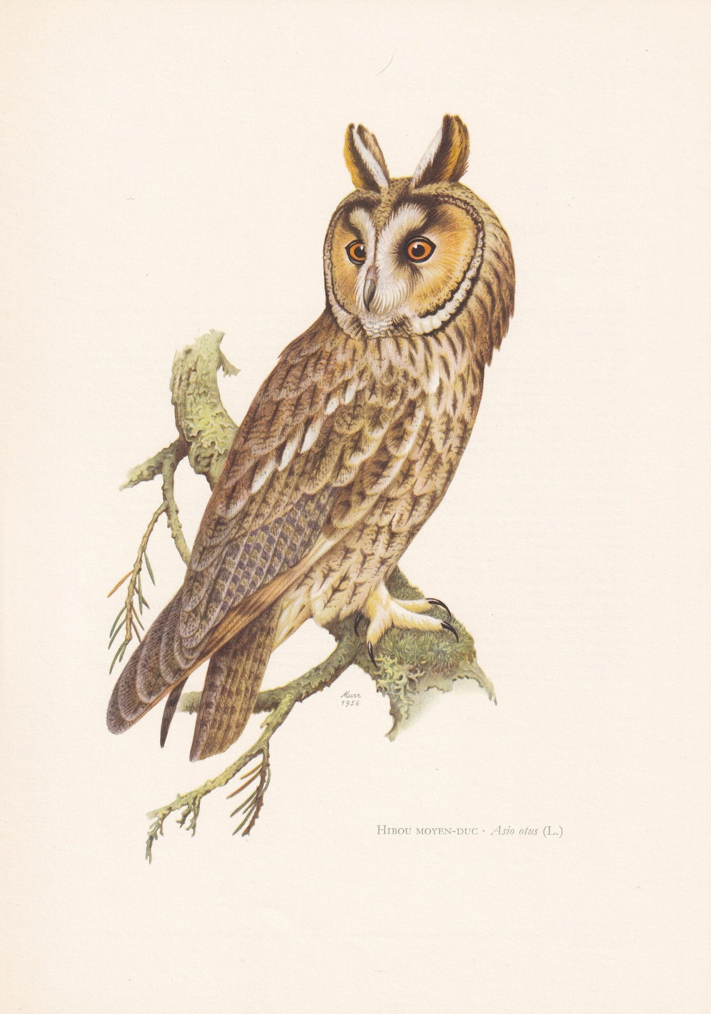 1960 LONG-EARED OWL Bird Print - Vintage Bird Print - Bird Illustration - Bird Wall Art - Bird Decor - 7.5 x 10.6 Inches