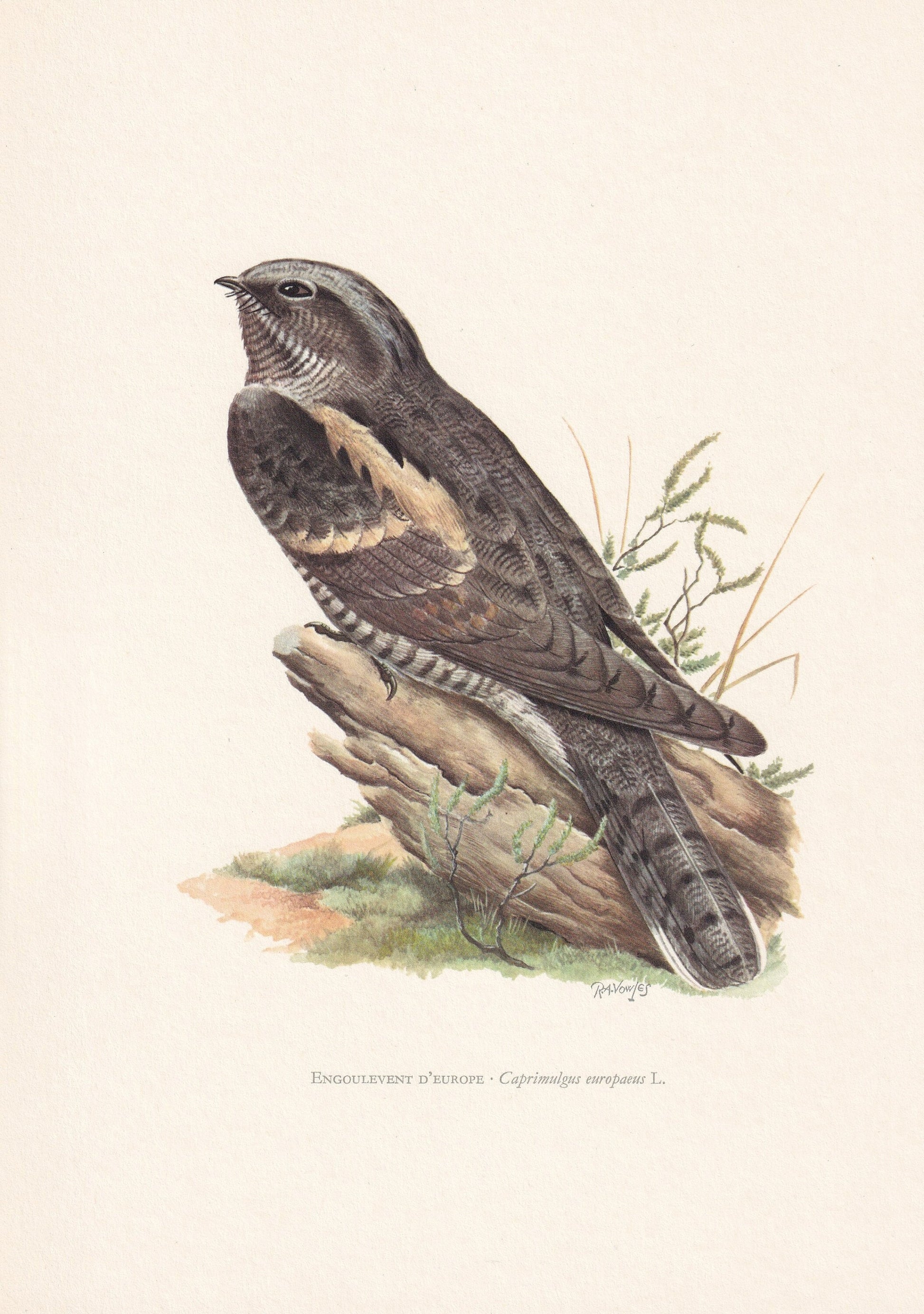1960 NIGHTJAR Bird Print - Vintage Bird Print - Bird Illustration - Bird Wall Art - Bird Decor - 7.5 x 10.6 Inches