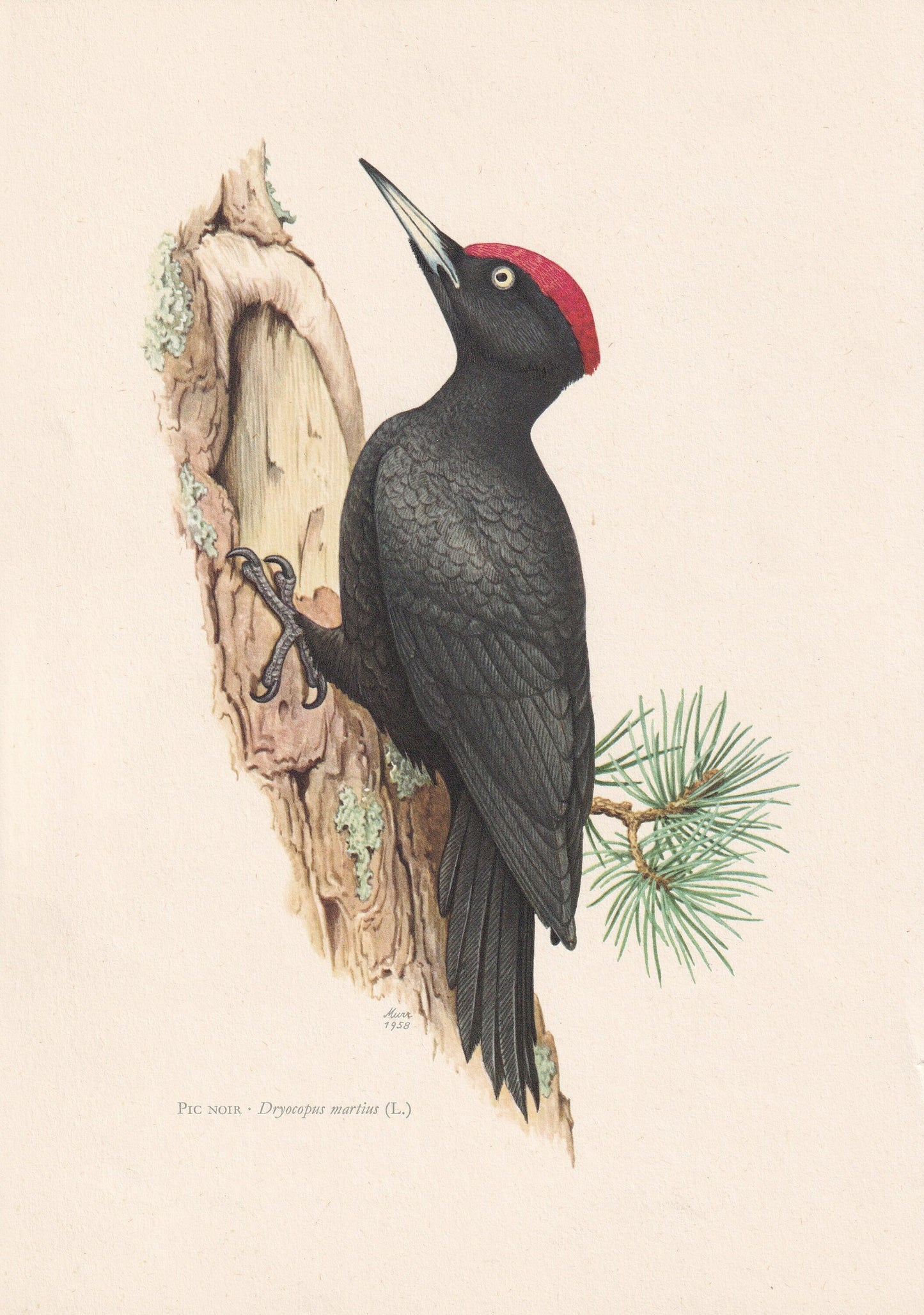 1960 BLACK WOODPECKER Bird Print - Vintage Bird Print - Bird Illustration - Bird Wall Art - Bird Decor - 7.5 x 10.6 Inches