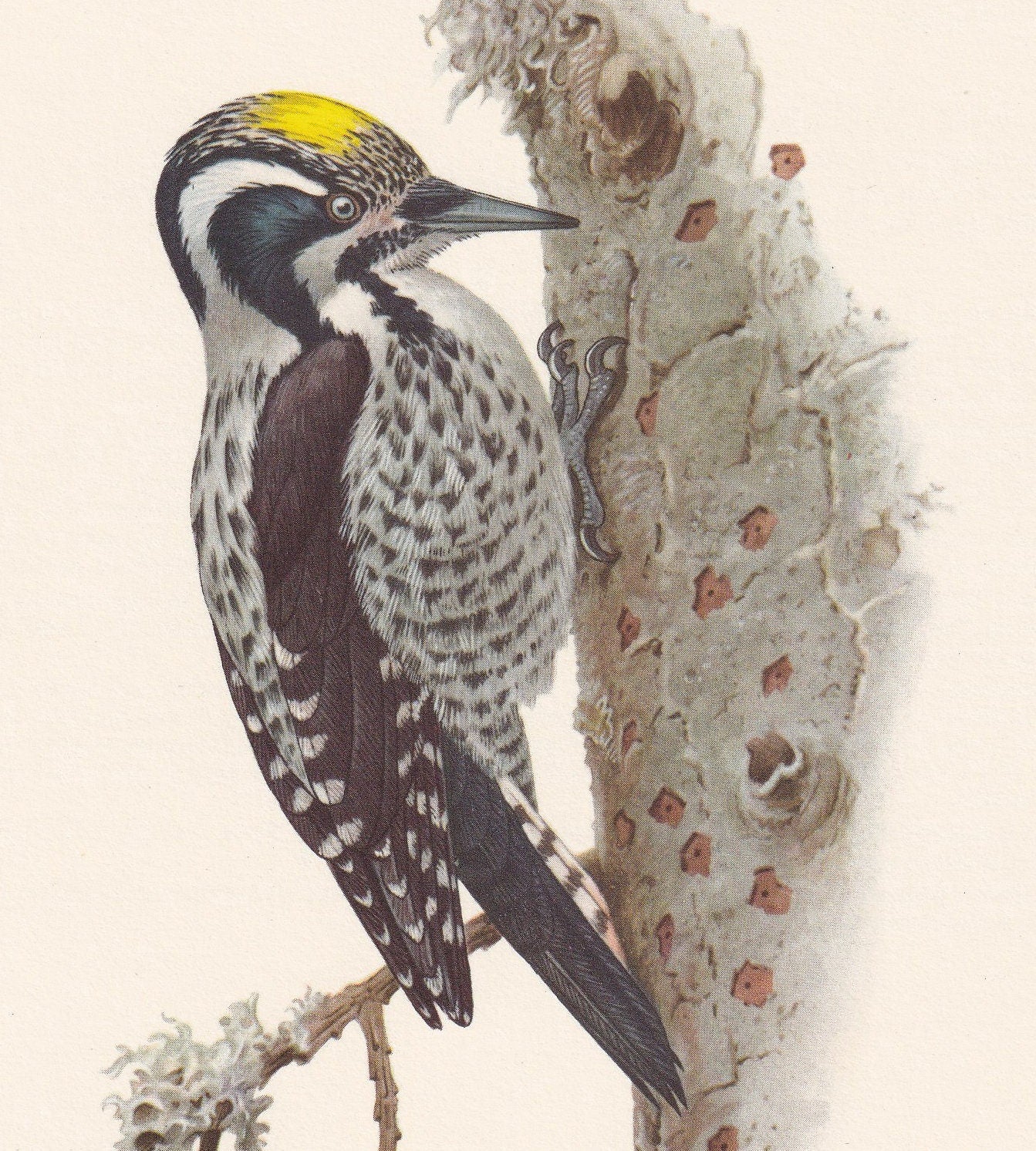 1960 THREE-TOED WOODPECKER Bird Print - Vintage Bird Print - Bird Illustration - Bird Wall Art - Bird Decor - 7.5 x 10.6 Inch