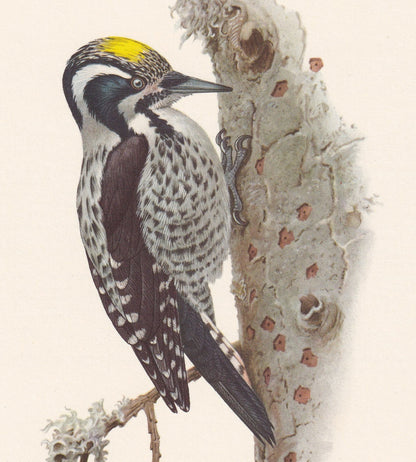 1960 THREE-TOED WOODPECKER Bird Print - Vintage Bird Print - Bird Illustration - Bird Wall Art - Bird Decor - 7.5 x 10.6 Inch