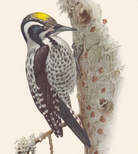 1960 THREE-TOED WOODPECKER Bird Print - Vintage Bird Print - Bird Illustration - Bird Wall Art - Bird Decor - 7.5 x 10.6 Inch