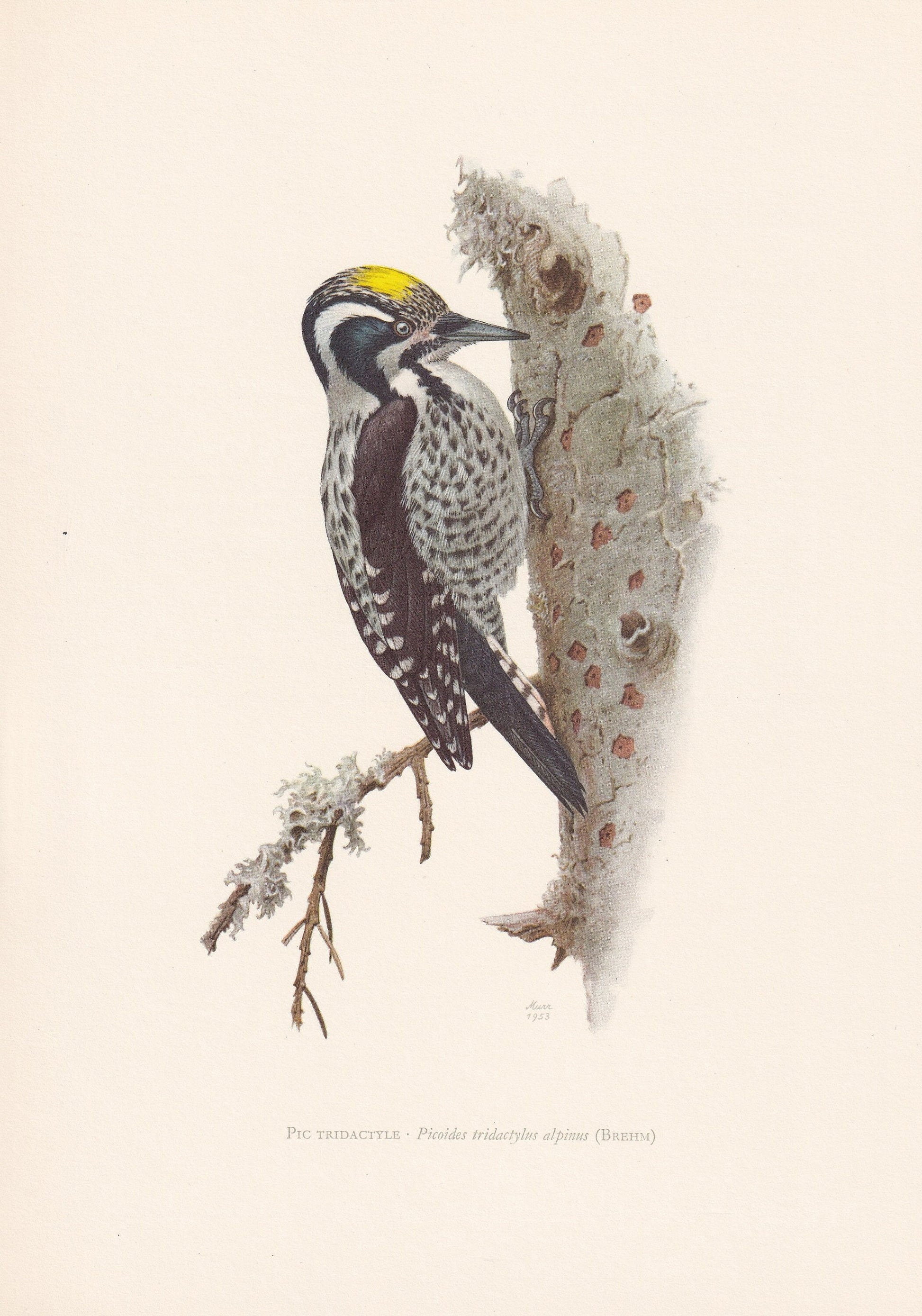 1960 THREE-TOED WOODPECKER Bird Print - Vintage Bird Print - Bird Illustration - Bird Wall Art - Bird Decor - 7.5 x 10.6 Inch