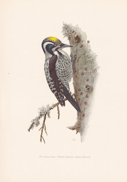 1960 THREE-TOED WOODPECKER Bird Print - Vintage Bird Print - Bird Illustration - Bird Wall Art - Bird Decor - 7.5 x 10.6 Inch