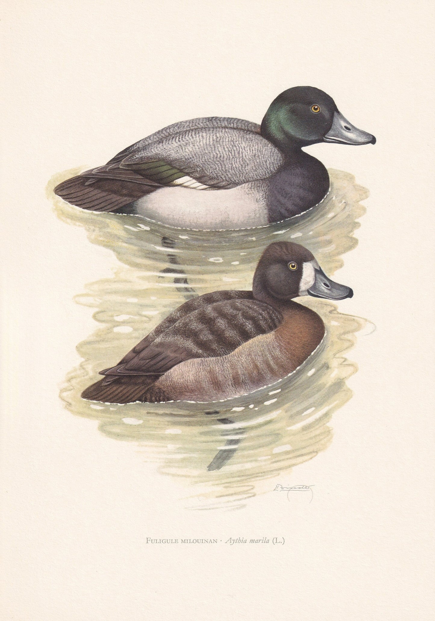 1960 GREATER SCAUP DUCK Bird Print - Vintage Bird Print - Bird Illustration - Bird Wall Art - Bird Decor - 7.5 x 10.6 Inches