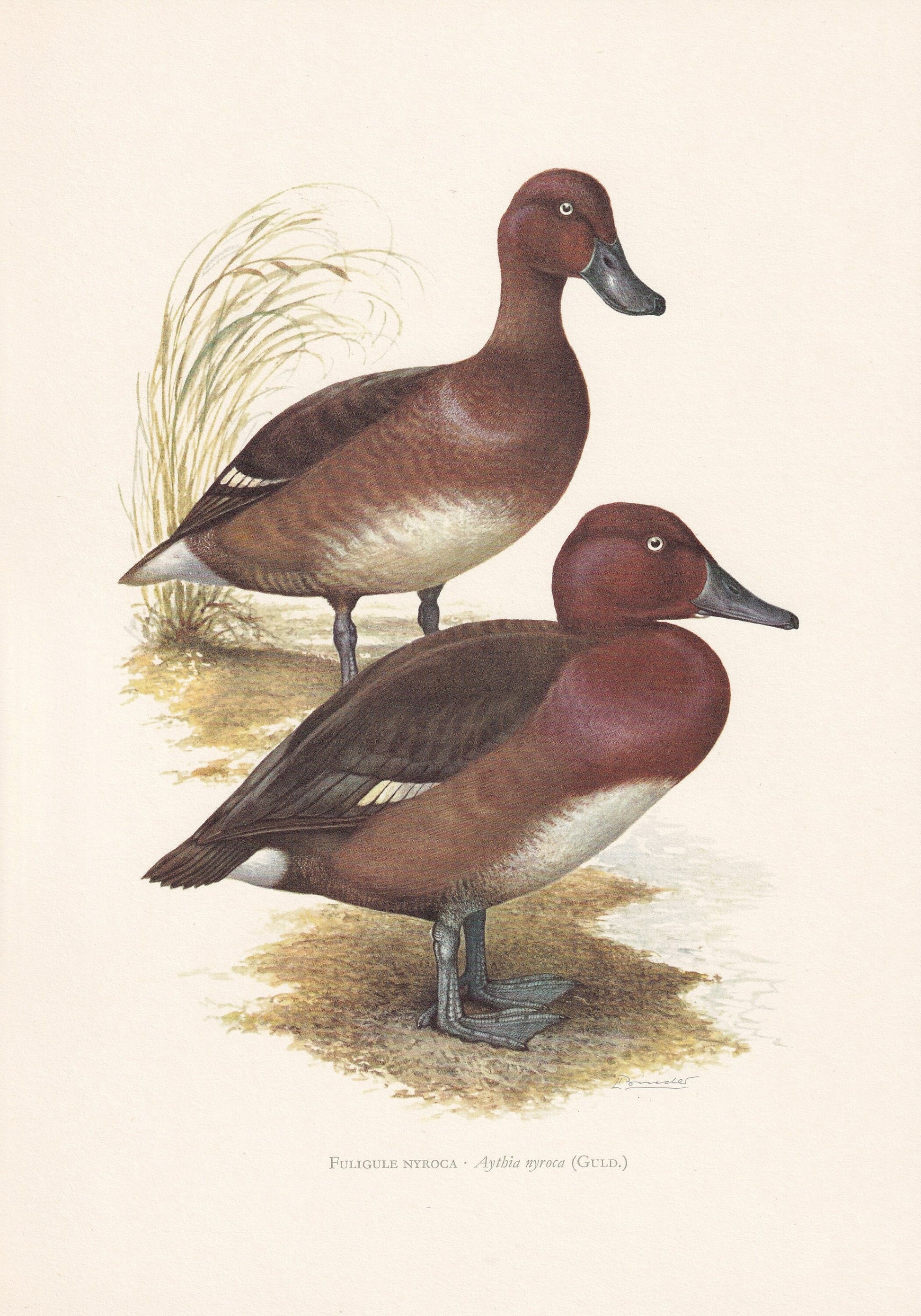 1960 FERRUGINOUS DUCK Bird Print - Vintage Bird Print - Bird Illustration - Bird Wall Art - Bird Decor - 7.5 x 10.6 Inches