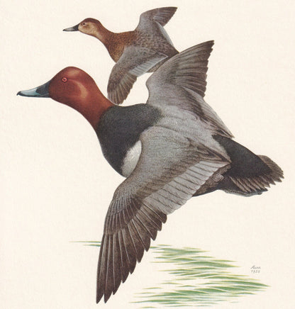 1960 COMMON POCHARD DUCK Bird Print - Vintage Bird Print - Bird Illustration - Bird Wall Art - Bird Decor - 7.5 x 10.6 Inches