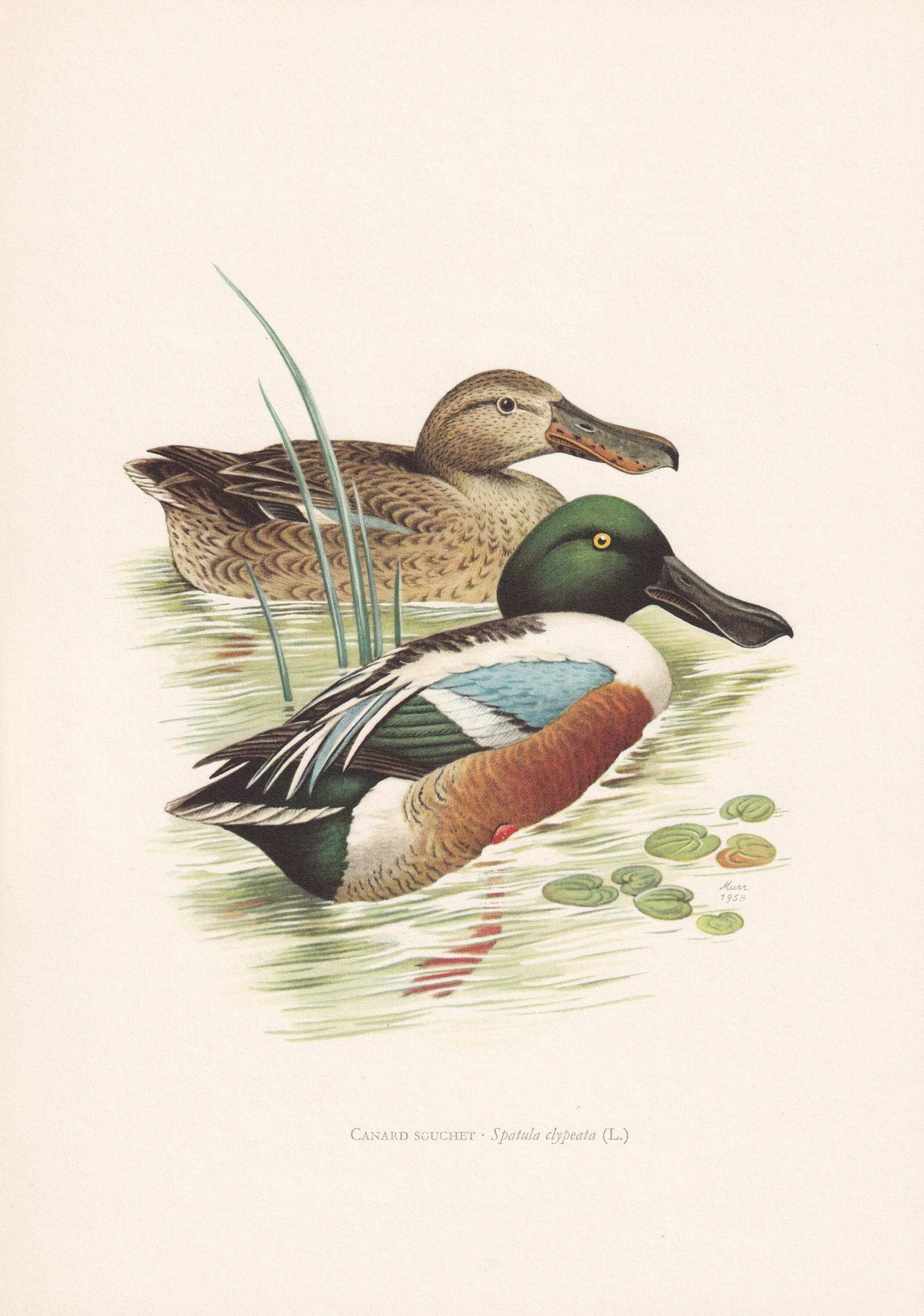 1960 NORTHERN SHOVELER DUCK Bird Print - Vintage Bird Print - Bird Illustration - Bird Wall Art - Bird Decor - 7.5 x 10.6 Inc