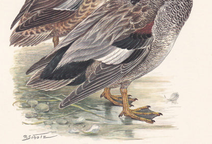 1960 GADWALL DUCK Bird Print - Vintage Bird Print - Bird Illustration - Bird Wall Art - Bird Decor - 7.5 x 10.6 Inches
