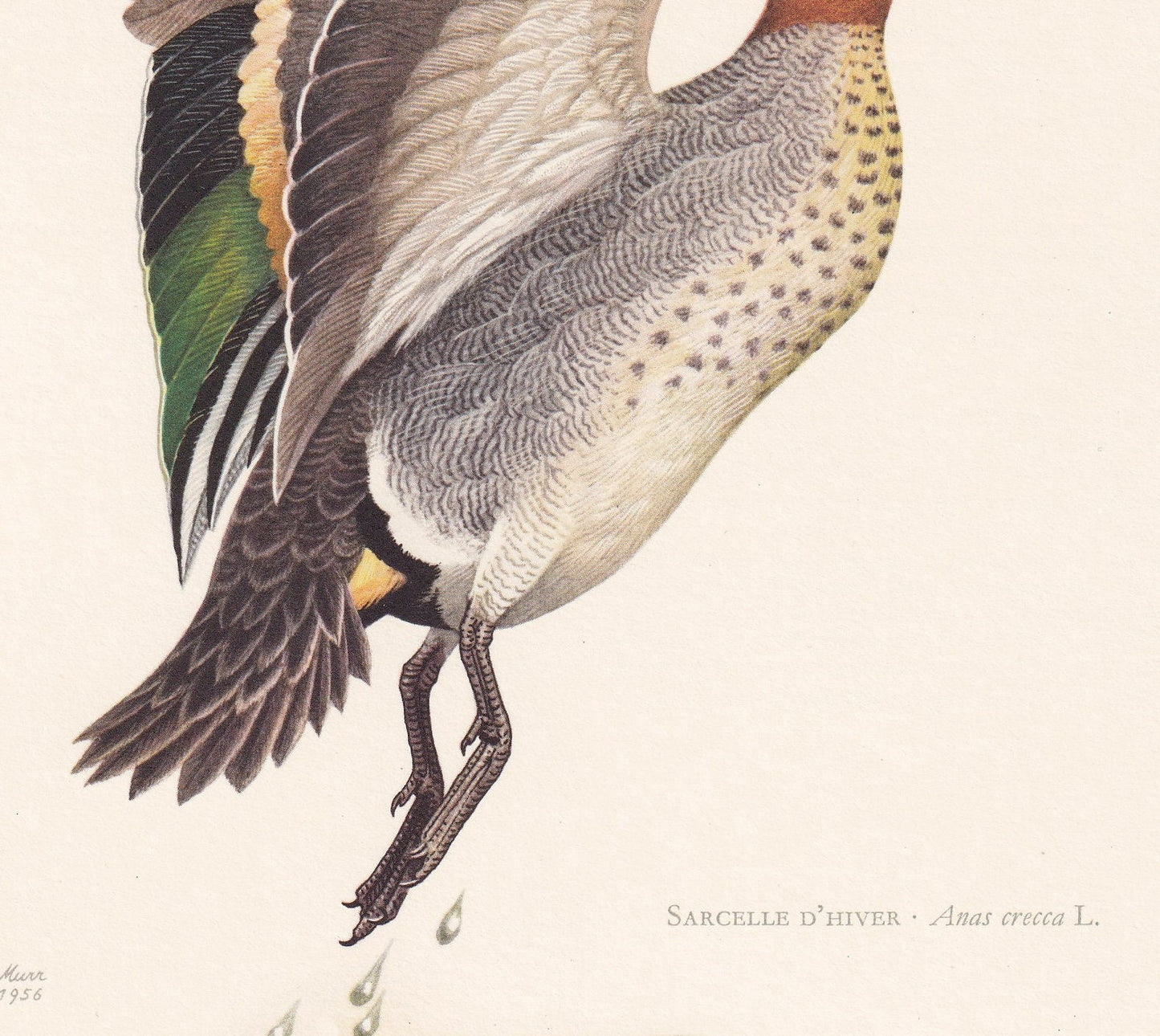 1960 TEAL DUCK Bird Print - Vintage Bird Print - Bird Illustration - Bird Wall Art - Bird Decor - 7.5 x 10.6 Inches