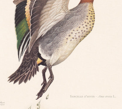 1960 TEAL DUCK Bird Print - Vintage Bird Print - Bird Illustration - Bird Wall Art - Bird Decor - 7.5 x 10.6 Inches