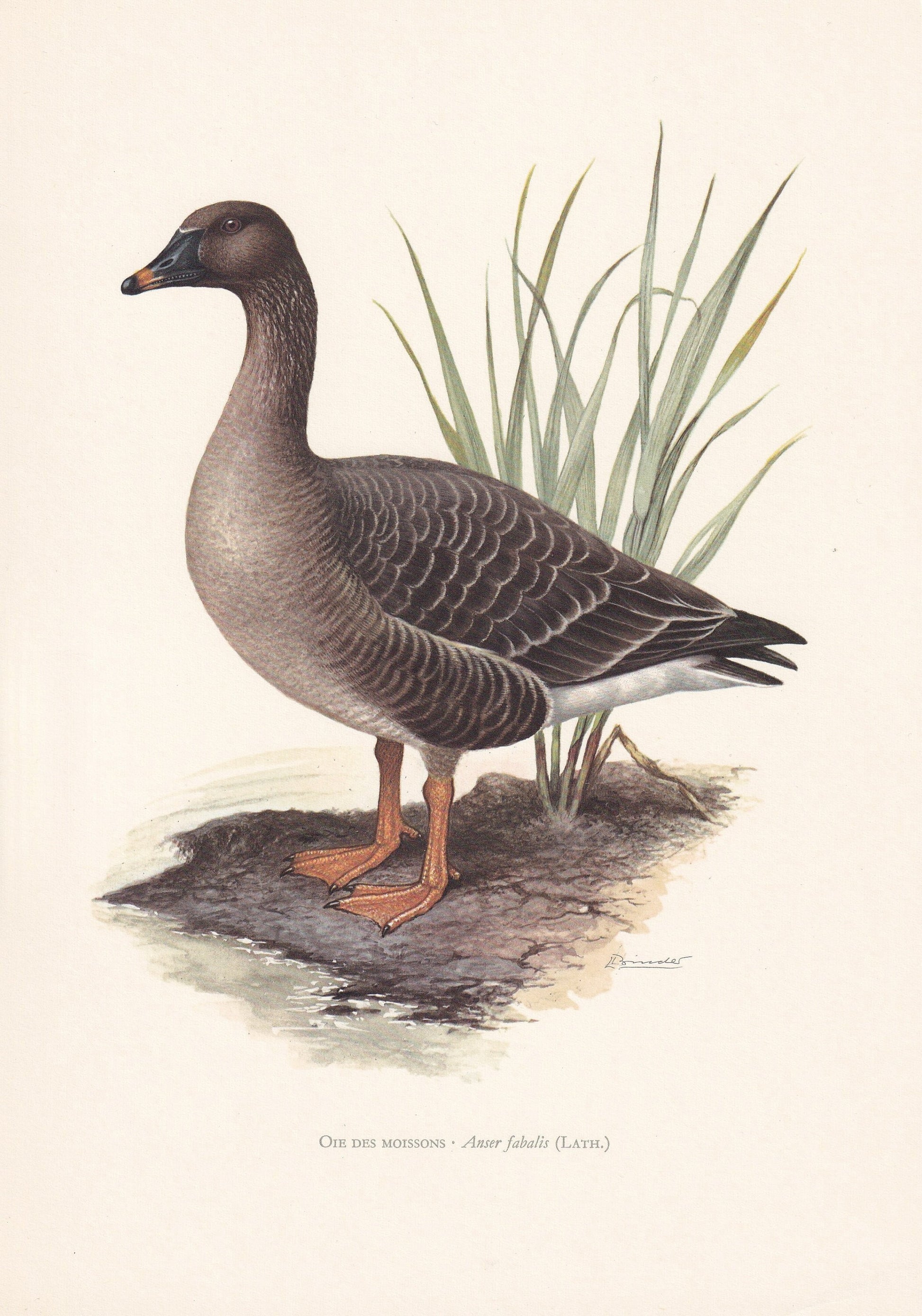 1960 BEAN GOOSE Bird Print - Vintage Bird Print - Bird Illustration - Bird Wall Art - Bird Decor - 7.5 x 10.6 Inches