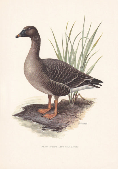 1960 BEAN GOOSE Bird Print - Vintage Bird Print - Bird Illustration - Bird Wall Art - Bird Decor - 7.5 x 10.6 Inches