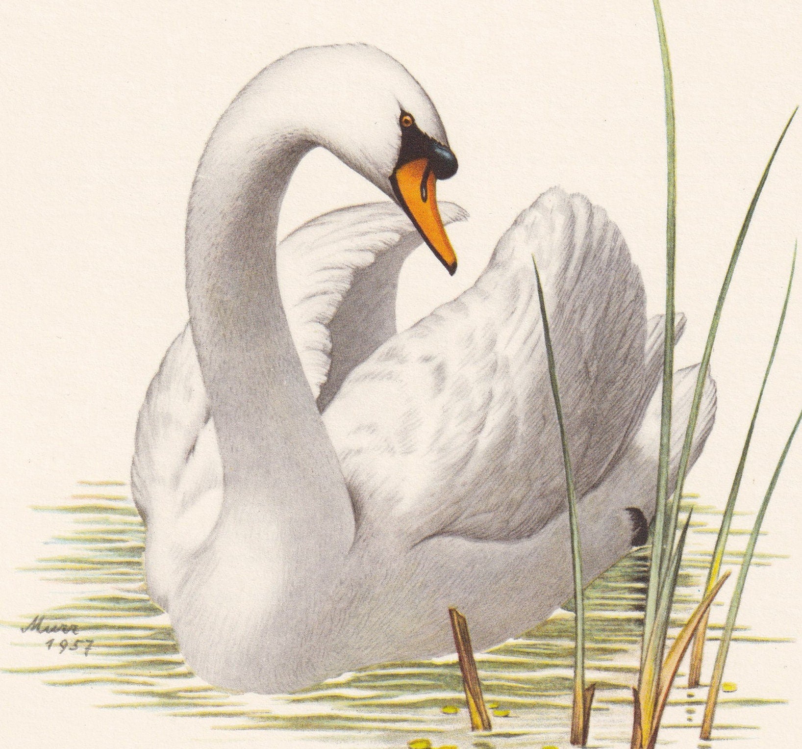 1960 MUTE SWAN Bird Print - Vintage Bird Print - Bird Illustration - Bird Wall Art - Bird Decor - 7.5 x 10.6 Inches