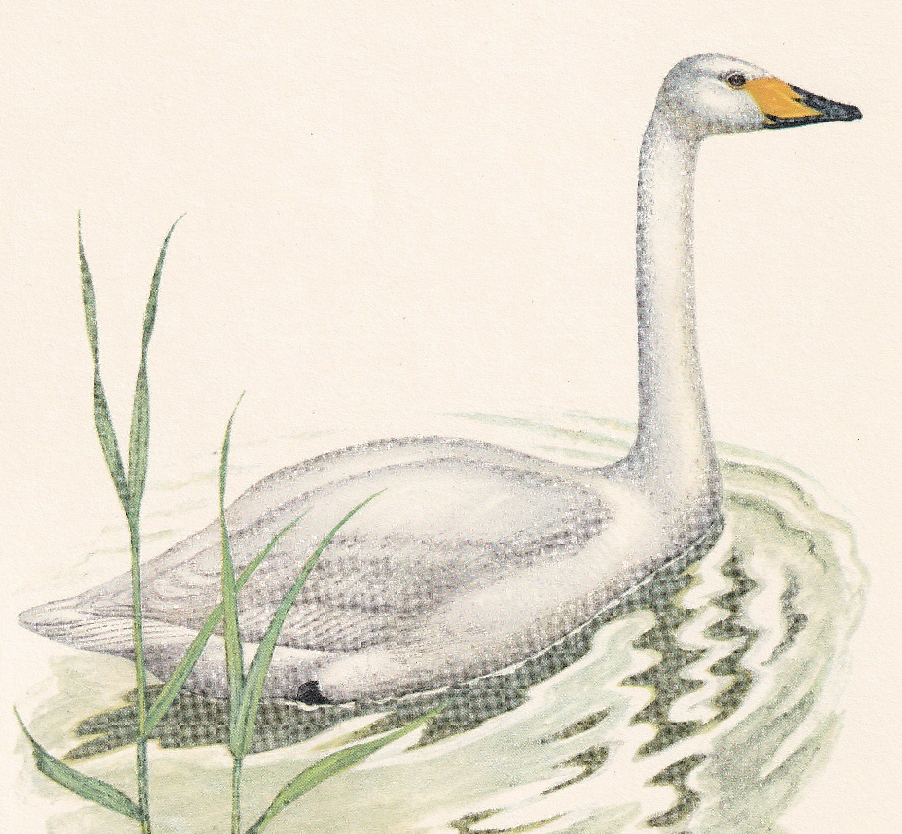 1960 WHOOPER SWAN Bird Print - Vintage Bird Print - Bird Illustration - Bird Wall Art - Bird Decor - 7.5 x 10.6 Inches