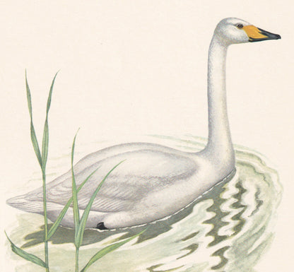 1960 WHOOPER SWAN Bird Print - Vintage Bird Print - Bird Illustration - Bird Wall Art - Bird Decor - 7.5 x 10.6 Inches