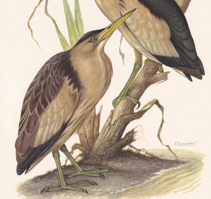 1960 LITTLE BITTERN Bird Print - Vintage Bird Print - Bird Illustration - Bird Wall Art - Bird Decor - 7.5 x 10.6 Inches