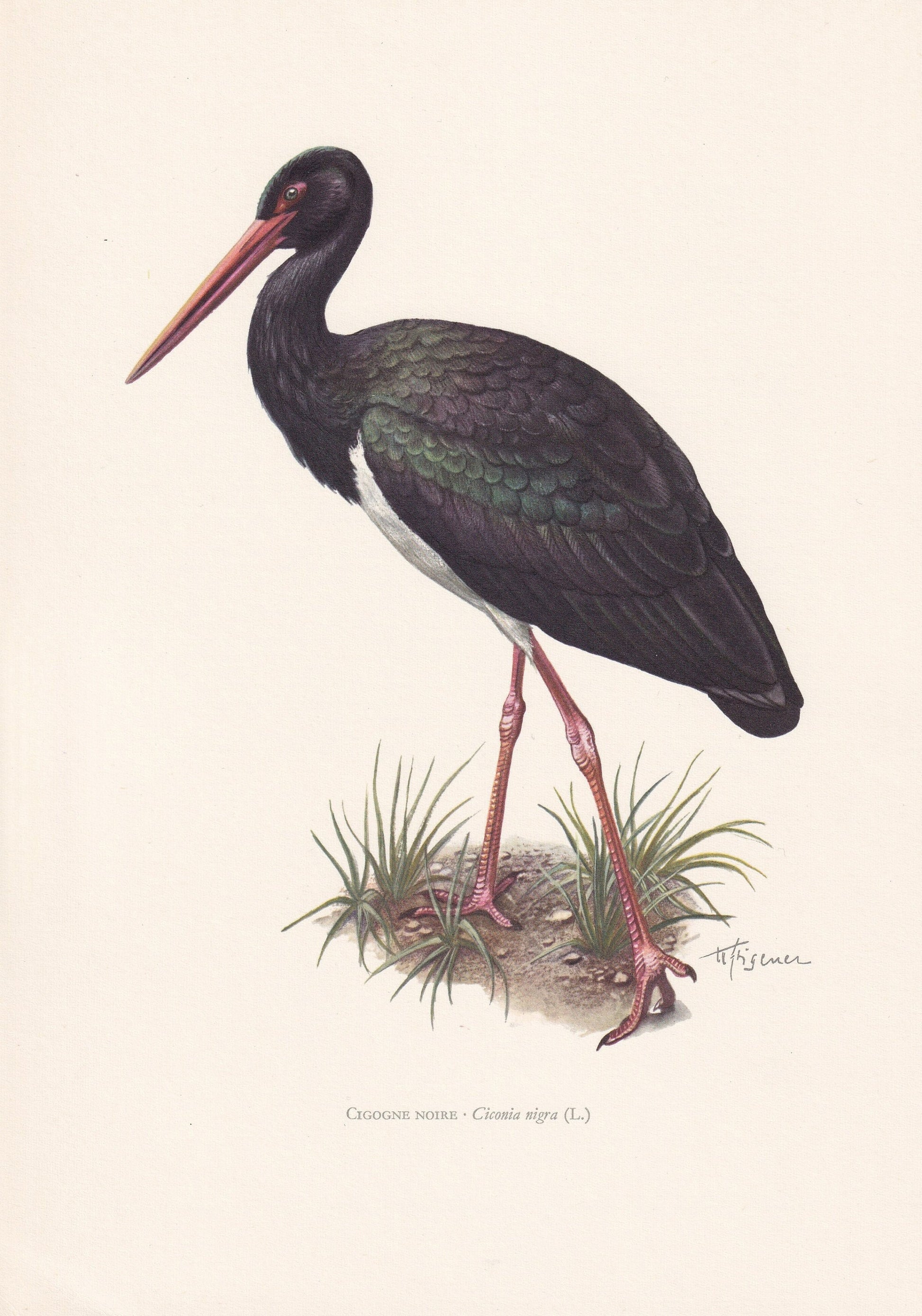 1960 BLACK STORK Bird Print - Vintage Bird Print - Bird Illustration - Bird Wall Art - Bird Decor - 7.5 x 10.6 Inches
