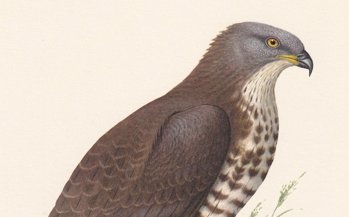 1960 HONEY BUZZARD Bird Print - Vintage Bird Print - Bird Illustration - Bird Wall Art - Bird Decor - 7.5 x 10.6 Inches