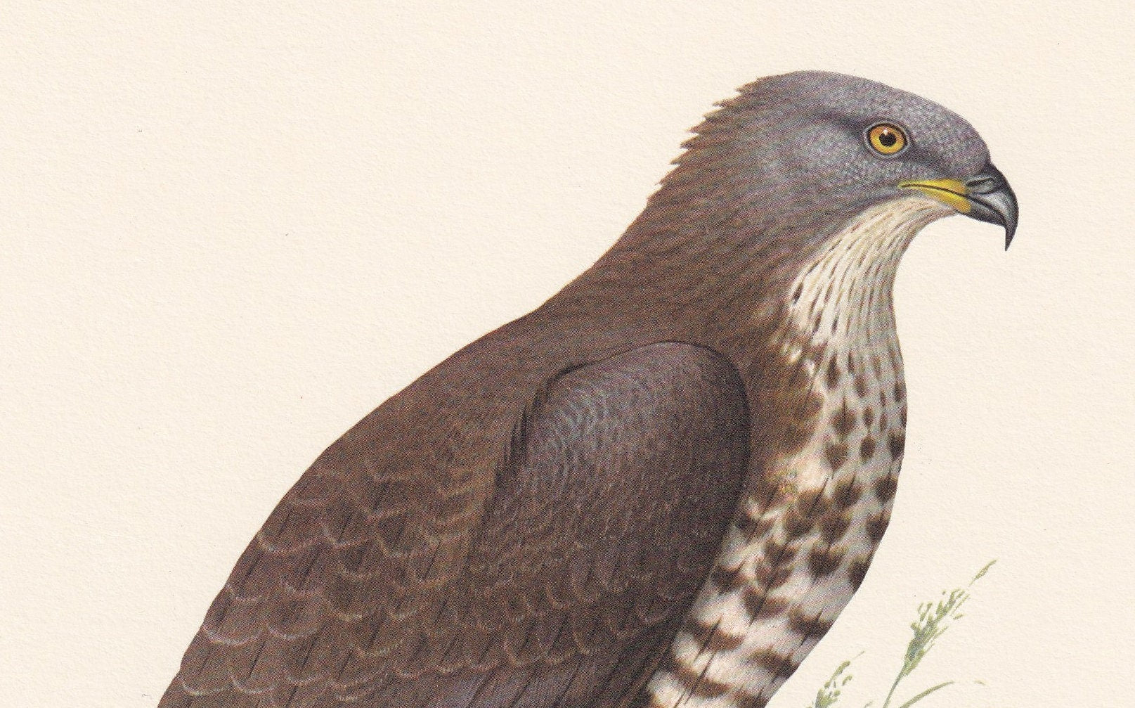 1960 HONEY BUZZARD Bird Print - Vintage Bird Print - Bird Illustration - Bird Wall Art - Bird Decor - 7.5 x 10.6 Inches