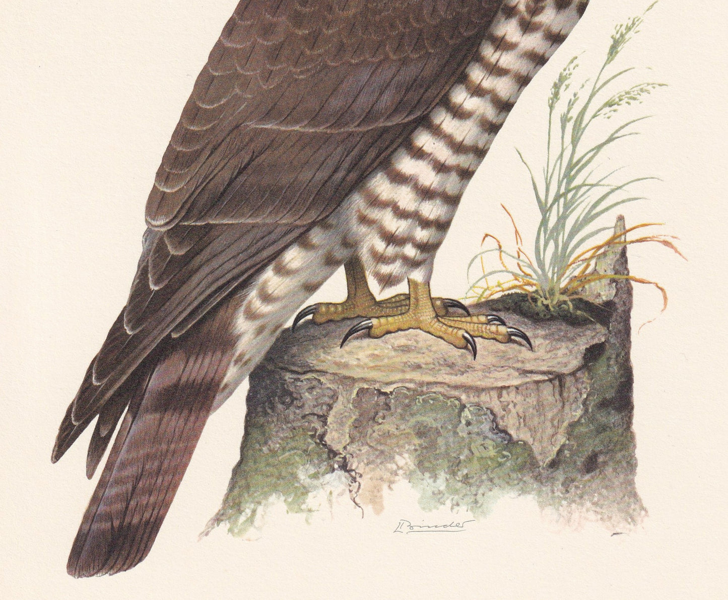 1960 HONEY BUZZARD Bird Print - Vintage Bird Print - Bird Illustration - Bird Wall Art - Bird Decor - 7.5 x 10.6 Inches