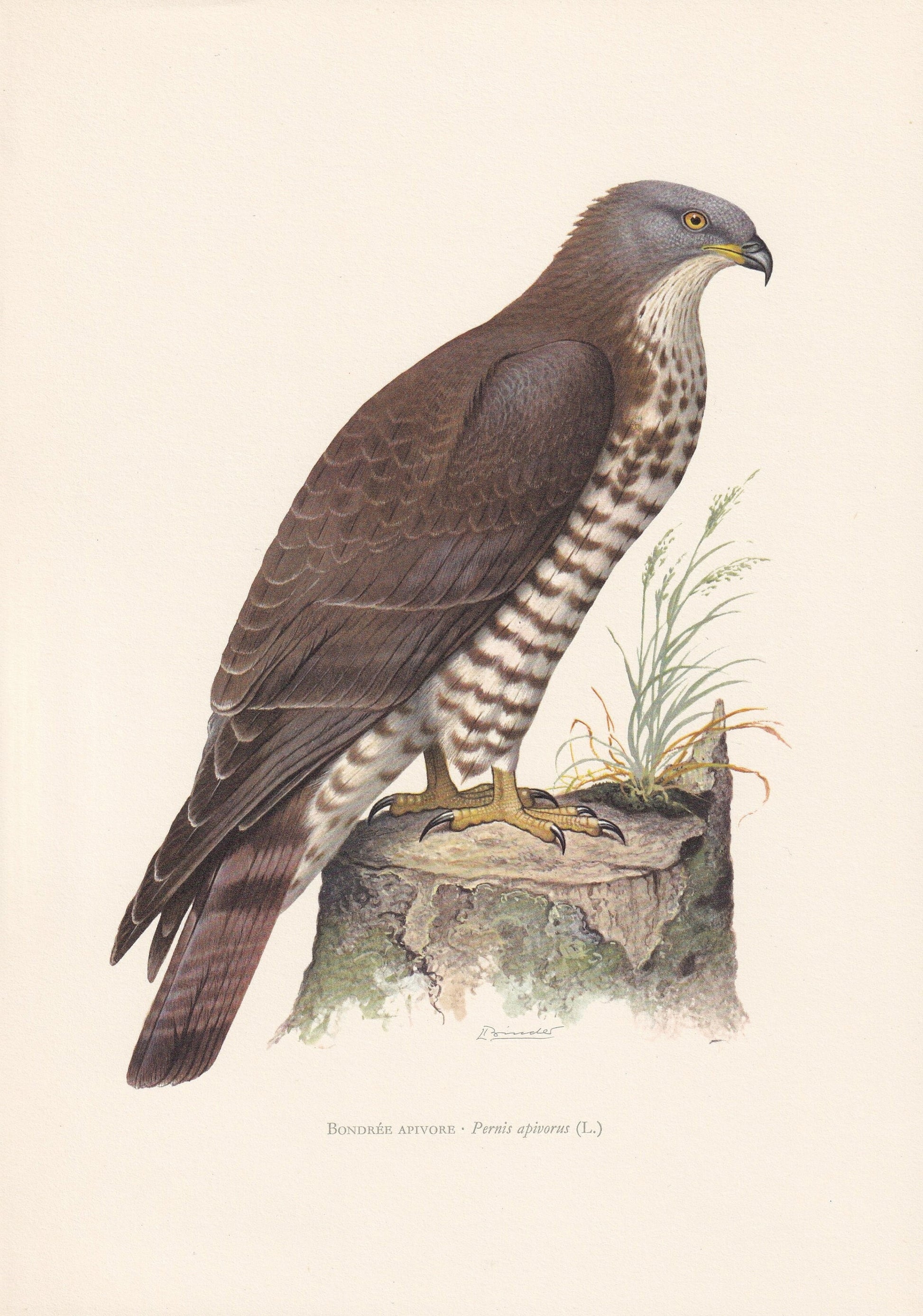1960 HONEY BUZZARD Bird Print - Vintage Bird Print - Bird Illustration - Bird Wall Art - Bird Decor - 7.5 x 10.6 Inches