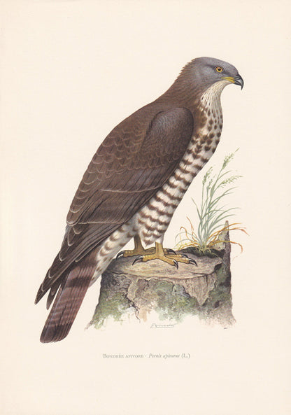 1960 HONEY BUZZARD Bird Print - Vintage Bird Print - Bird Illustration - Bird Wall Art - Bird Decor - 7.5 x 10.6 Inches